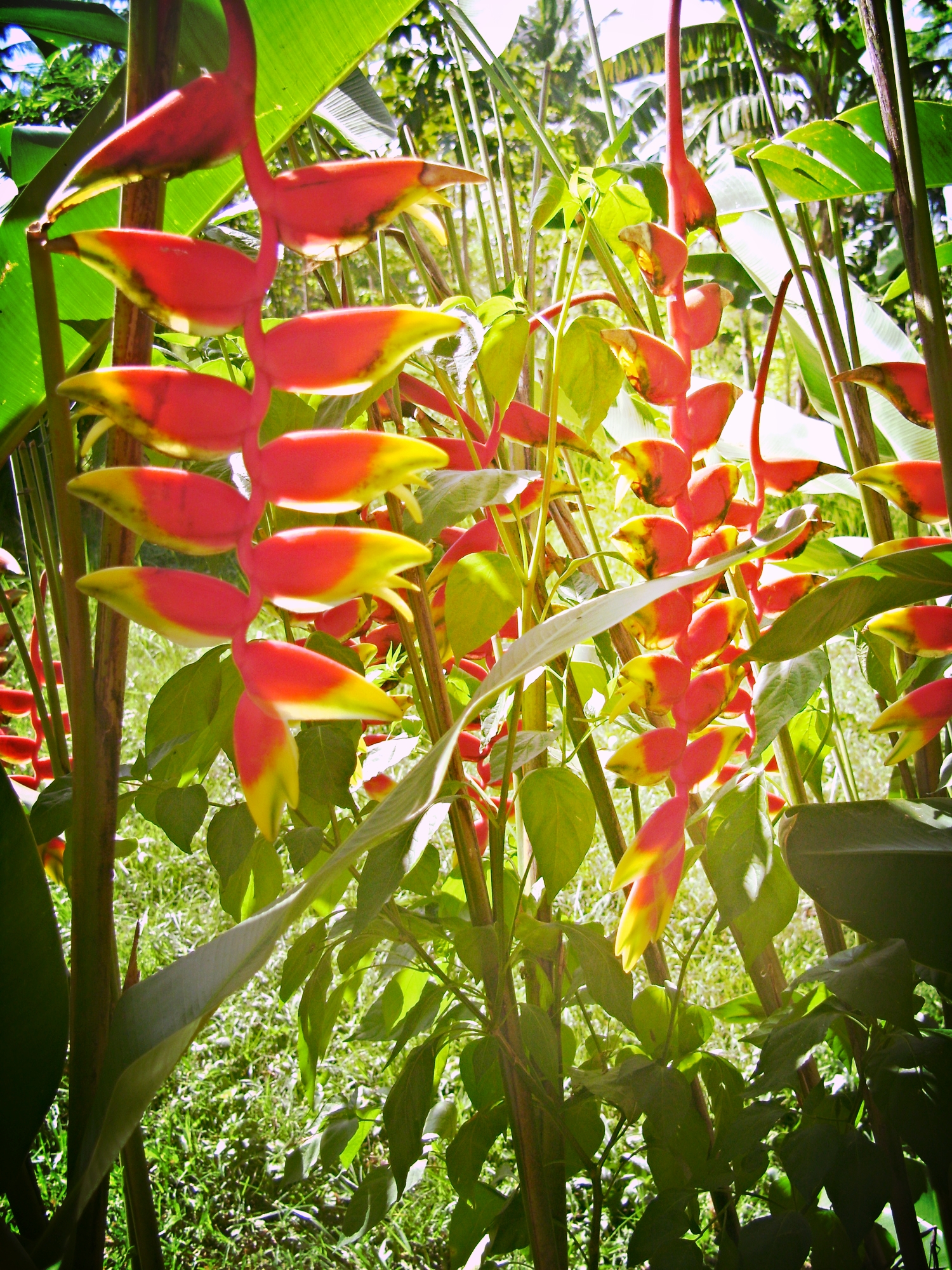 Farm Flowers at Kapitano's
