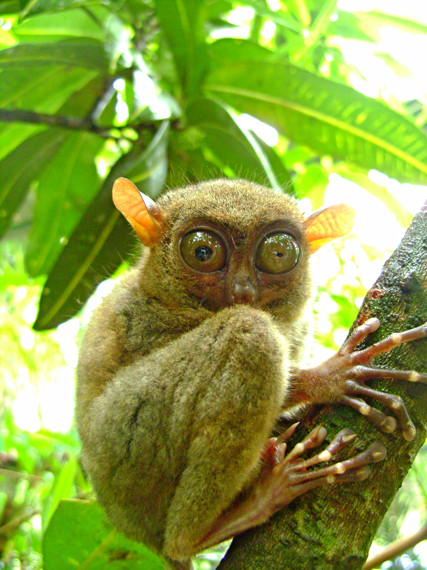The Tarsier