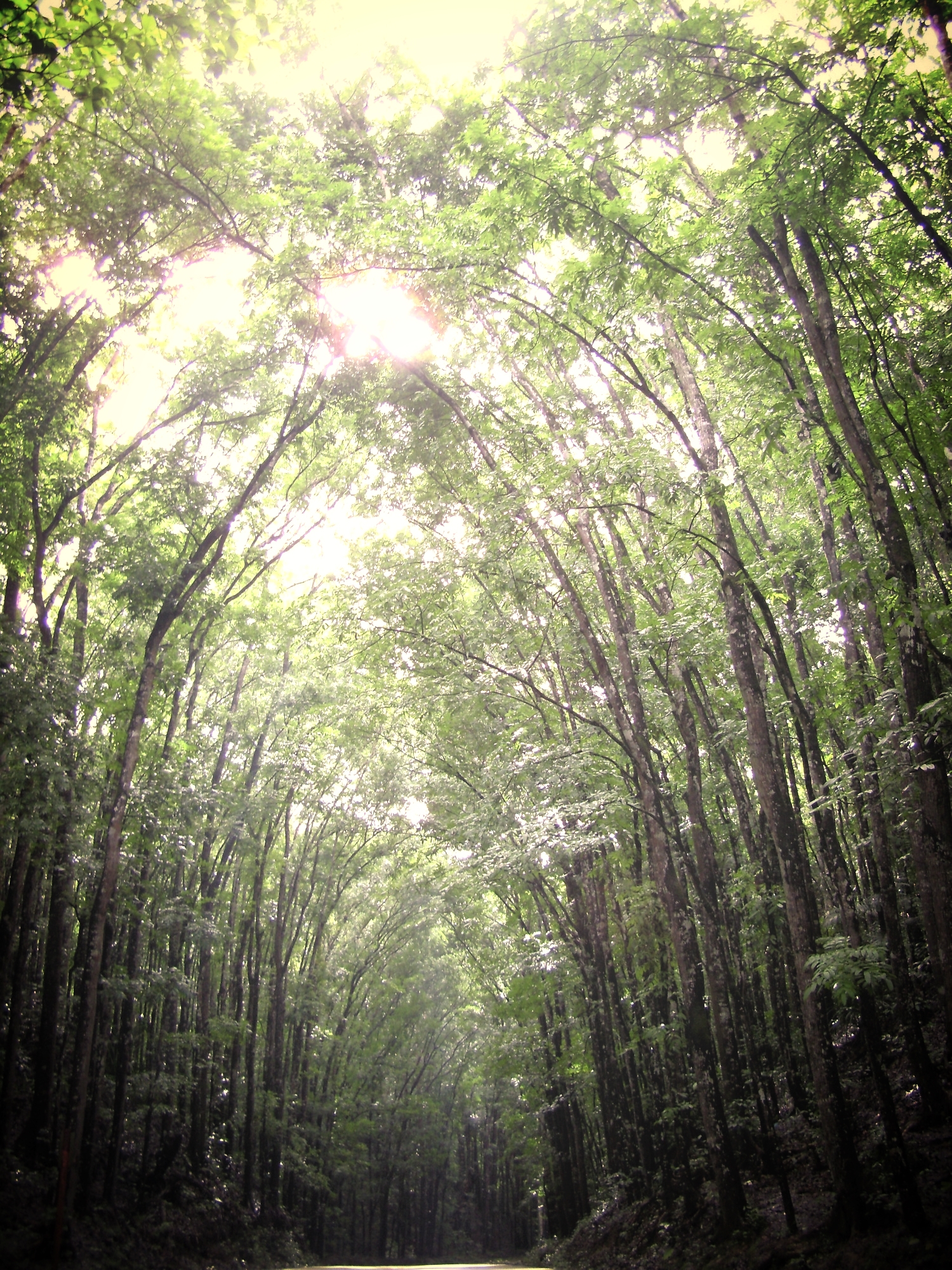 The Mahogany Forest of Bilar