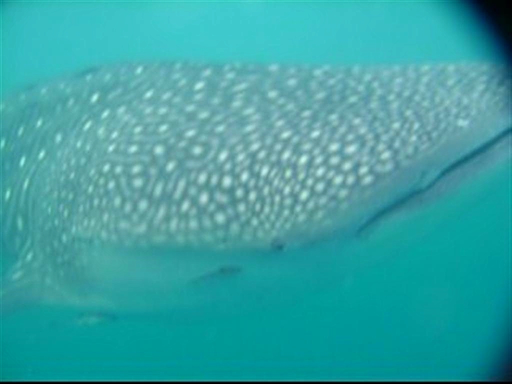 Swimming with Whale Sharks