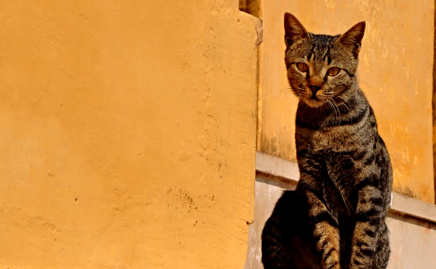 The curious cat of Jaipur