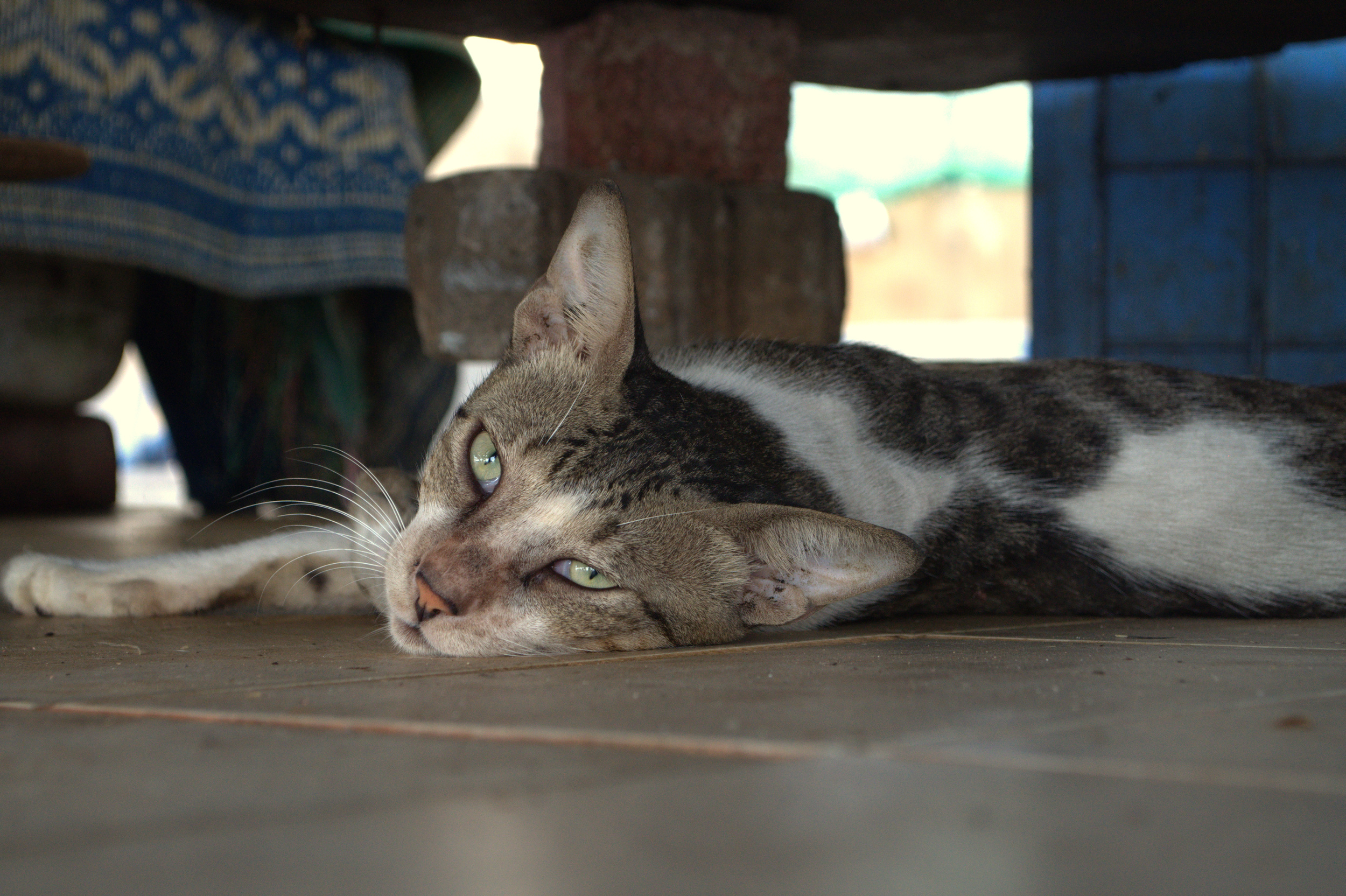 Mus'cat