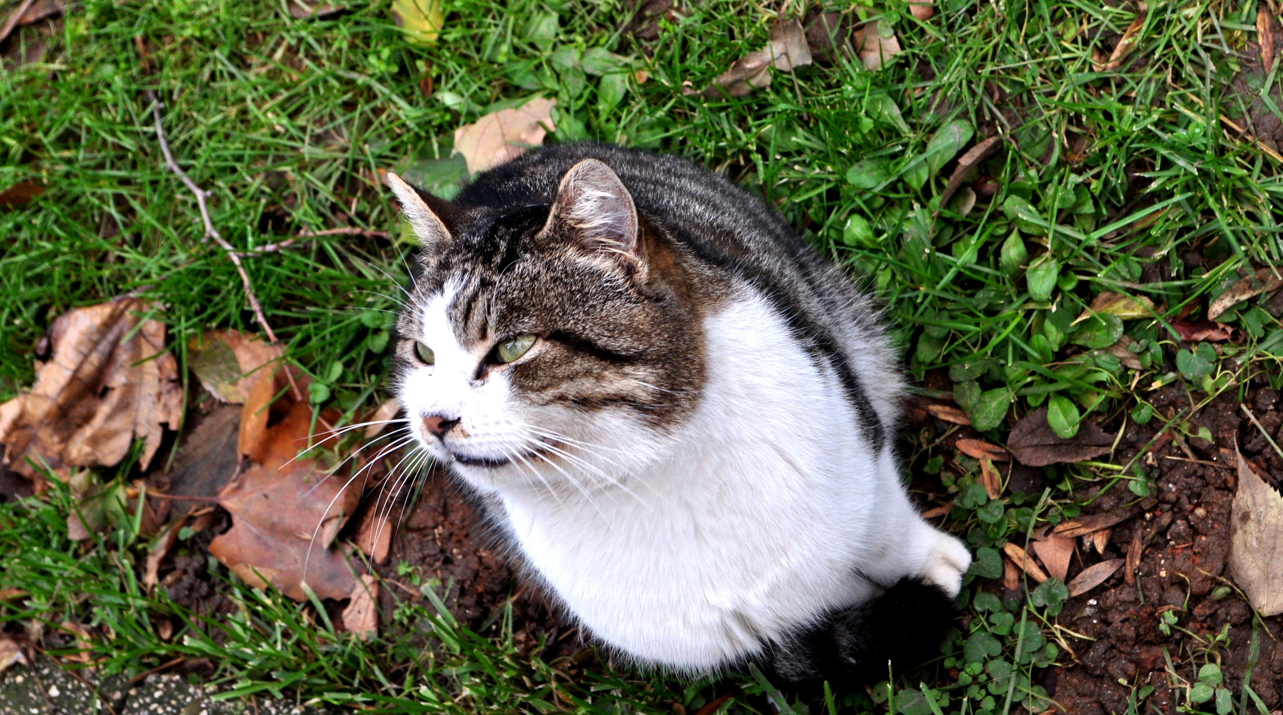 Cats, everywhere