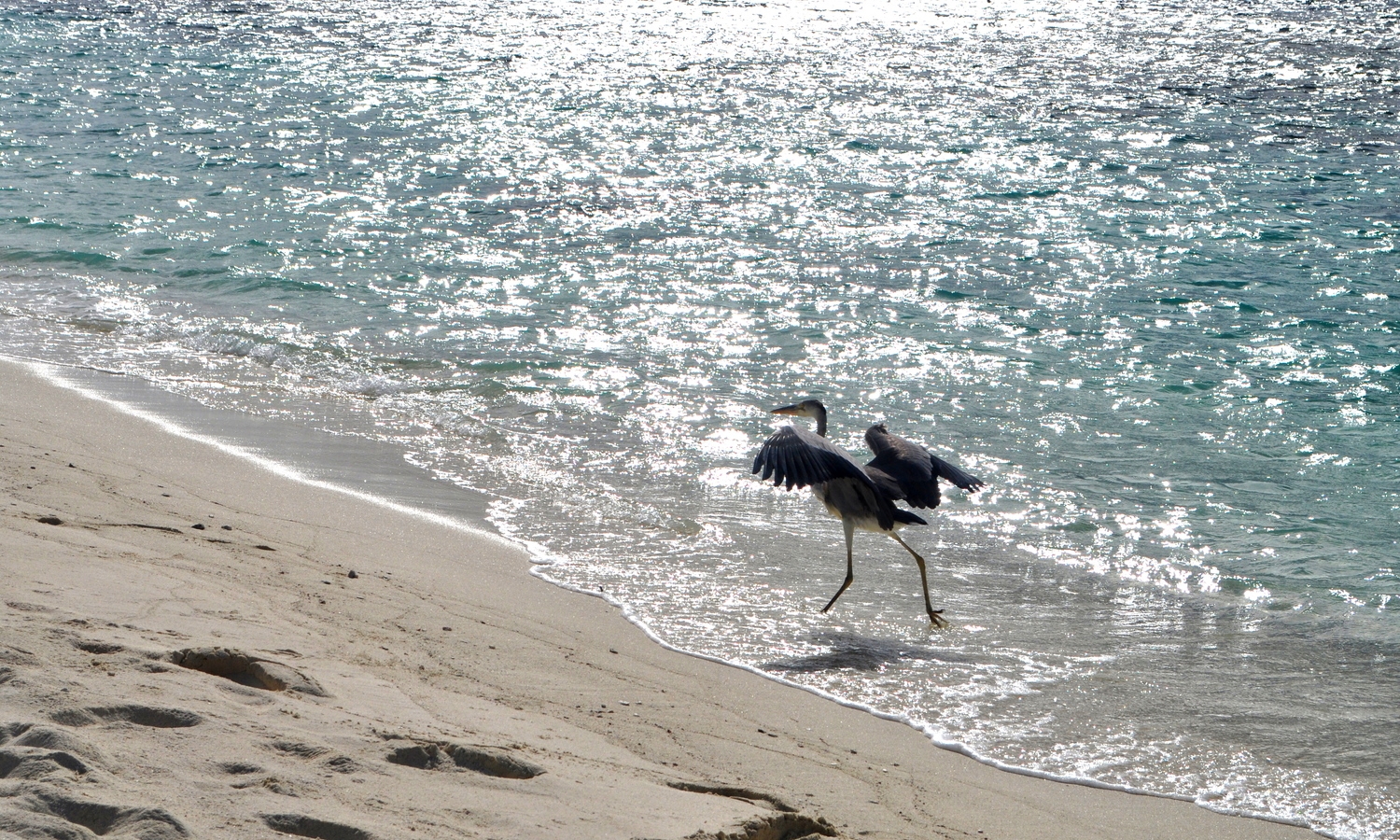 A heron in flight