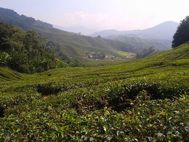 Tea Plantations of Pahang