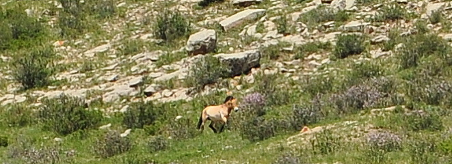 A Takhi sighting