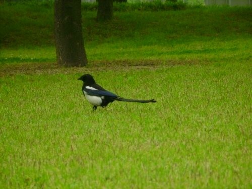 The Magpie