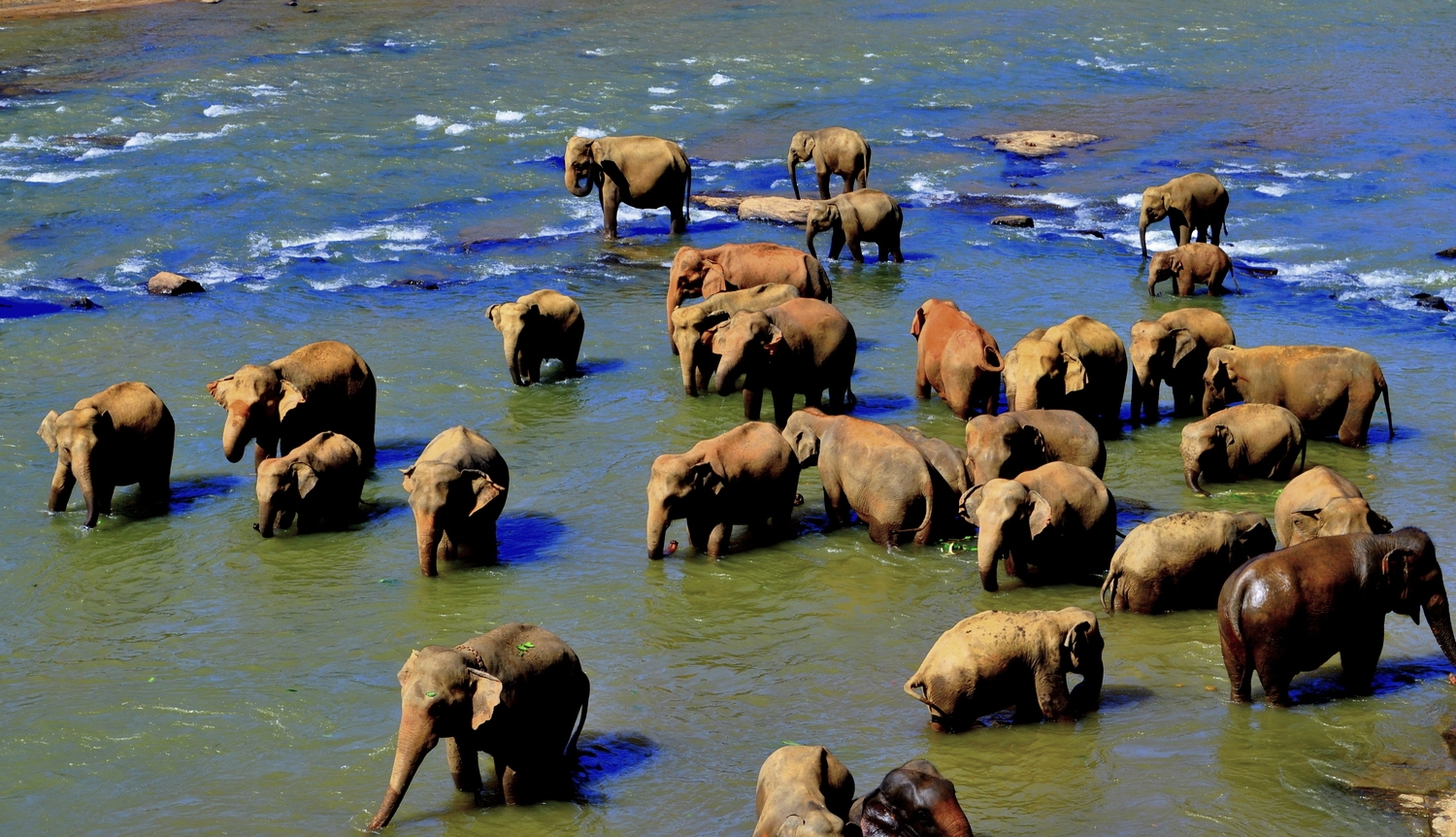 The elephants of Pinnawala