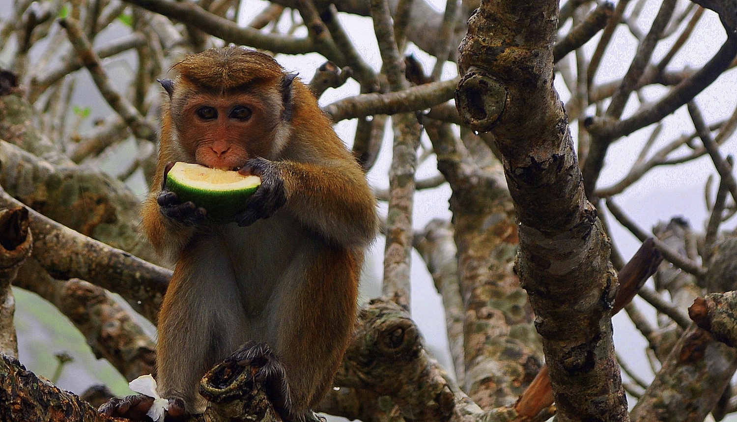The monkey at Dambulla