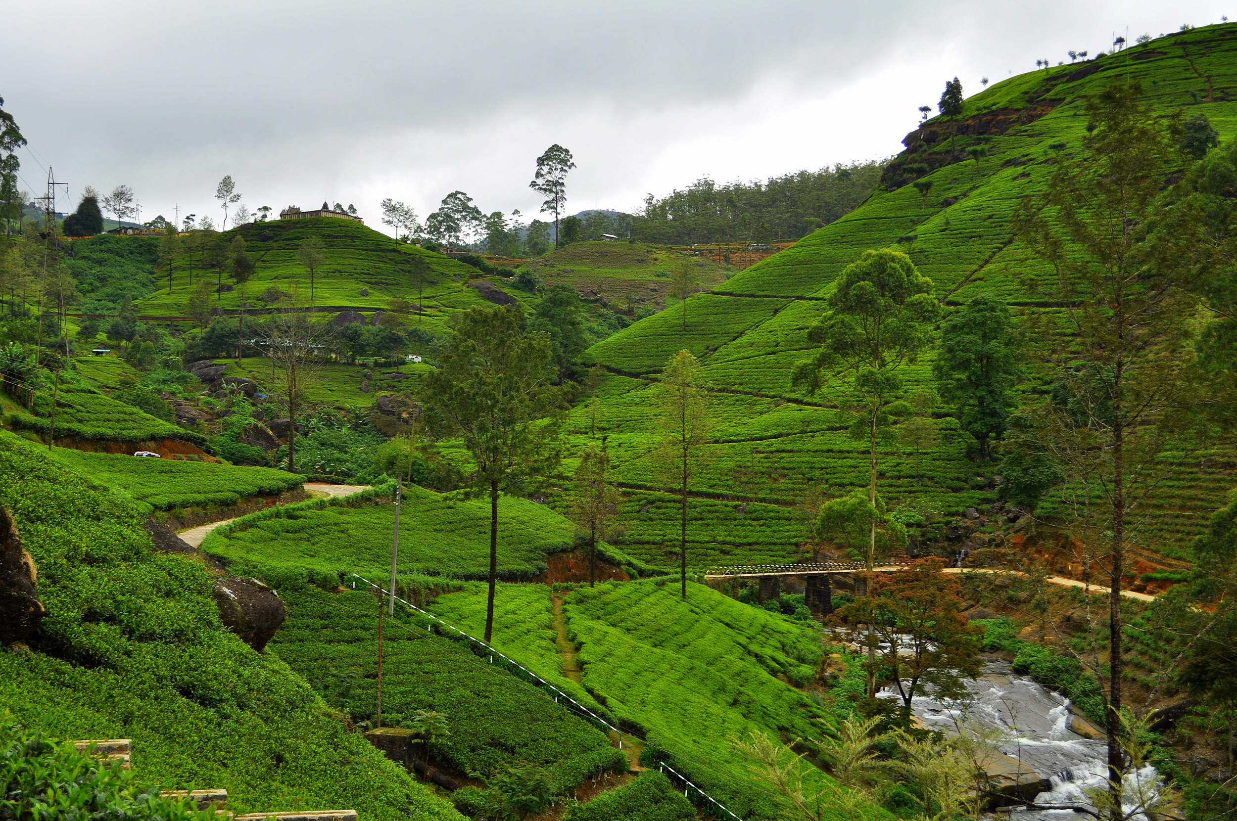Home of the world's finest teas