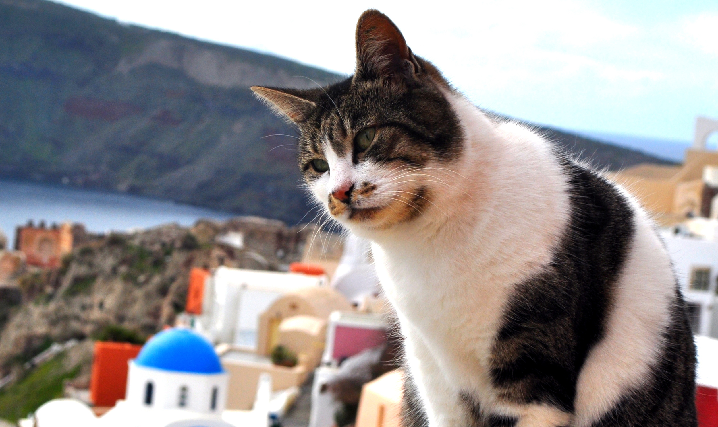 The cats of Santorini