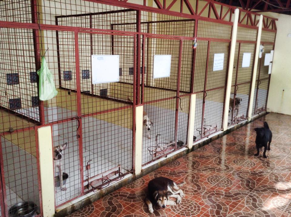 Animal Welfare Shelter in Kalibo