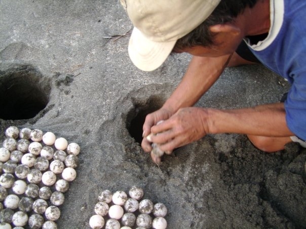 Pawikan Conservation