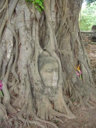 Buddha head