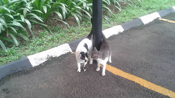 City Gardens Petition: Allow TNRM and Feeding of Stray Cats