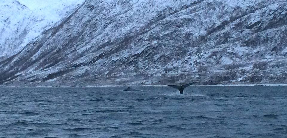 Whale watching