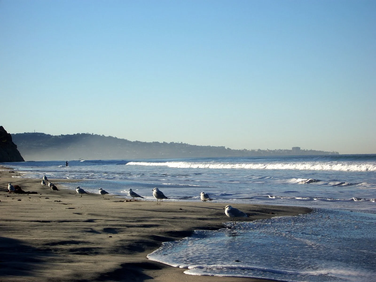 Seagulls on Beach.JPG
