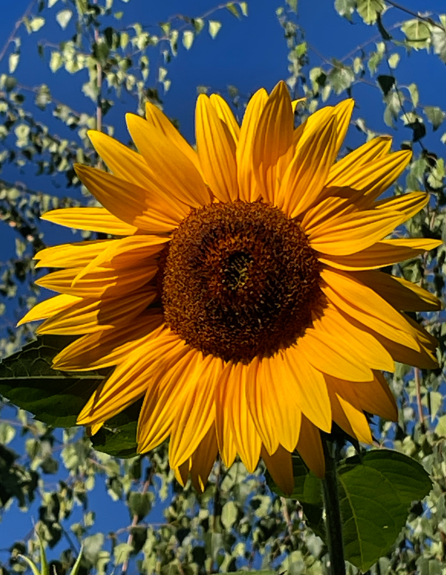 Ashland, Oregon ~ Quality Clinical Thermographic Imaging at Helen's Lovely Light Filled Studio on Lit Way!
