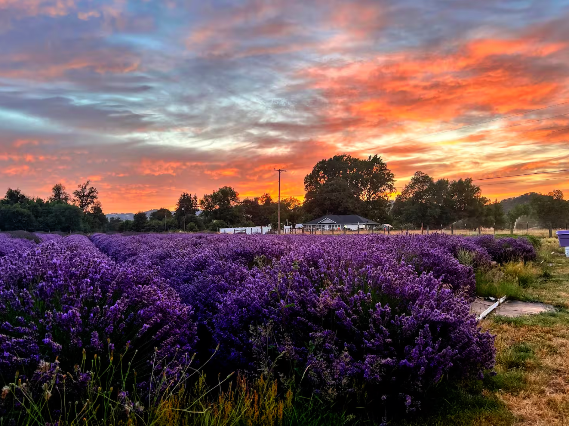 Roseburg, OR 🌹 Quality Clinical Thermography at Working Lavender Farm ABNB ~ Peace &amp; Tranquility !