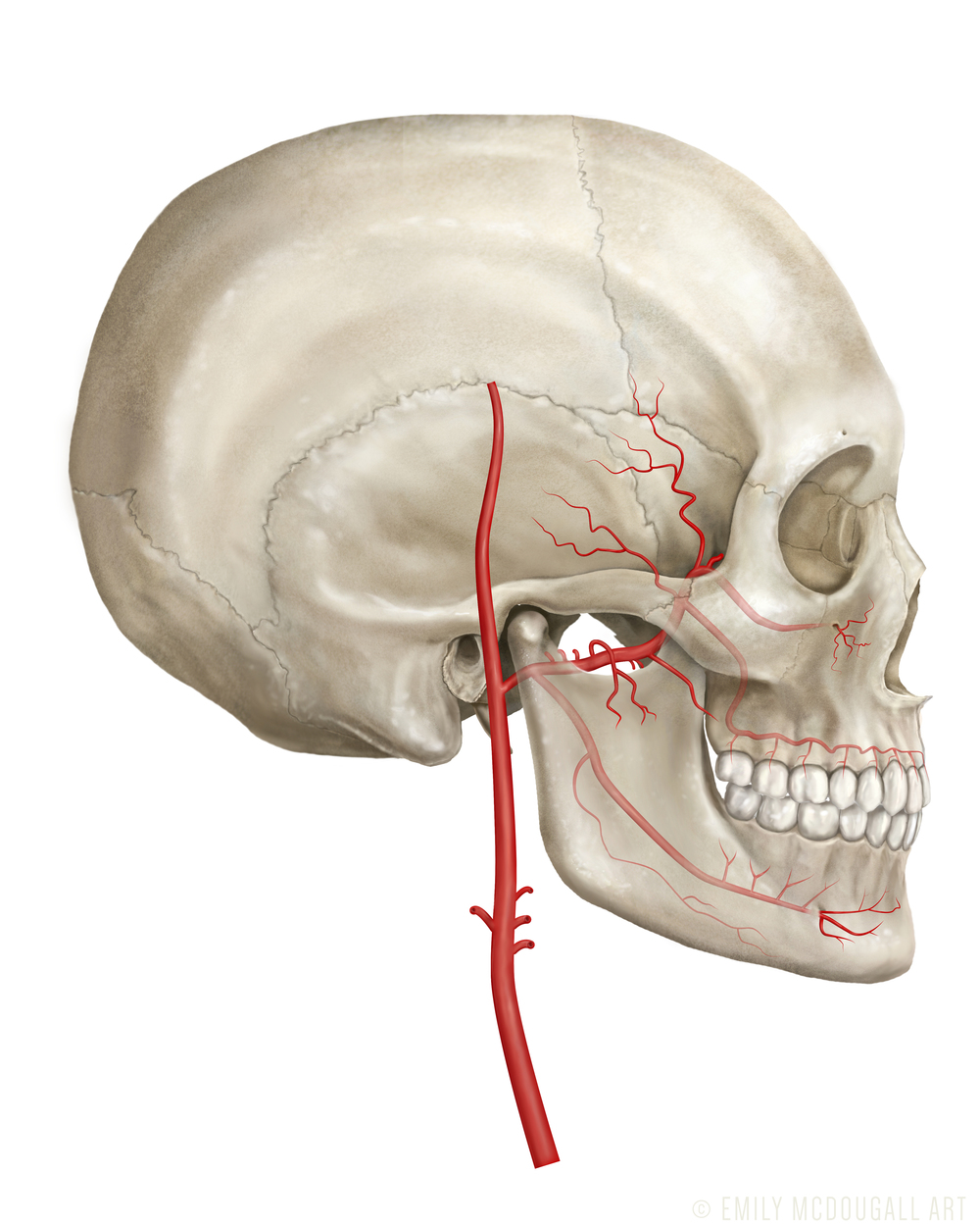 Arteries copy.jpg