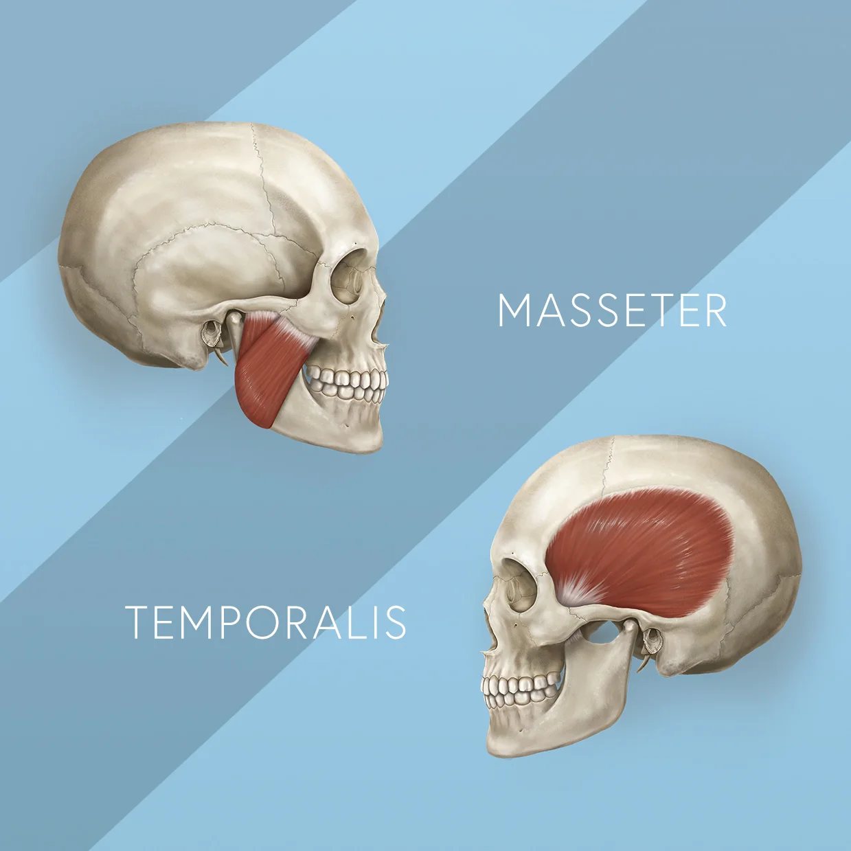 E-Learning Module : The Functional Anatomy of the TMJ