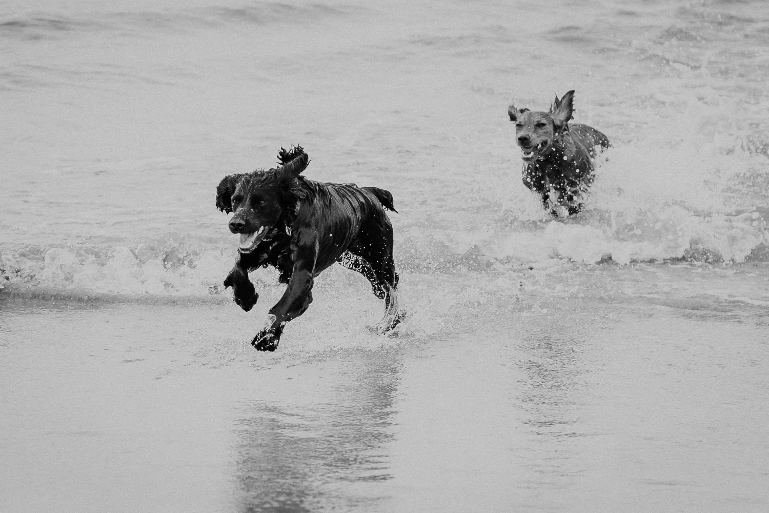 Two dogs running through shallow water at the beach, splashing as they run. Taken during engagement photo session