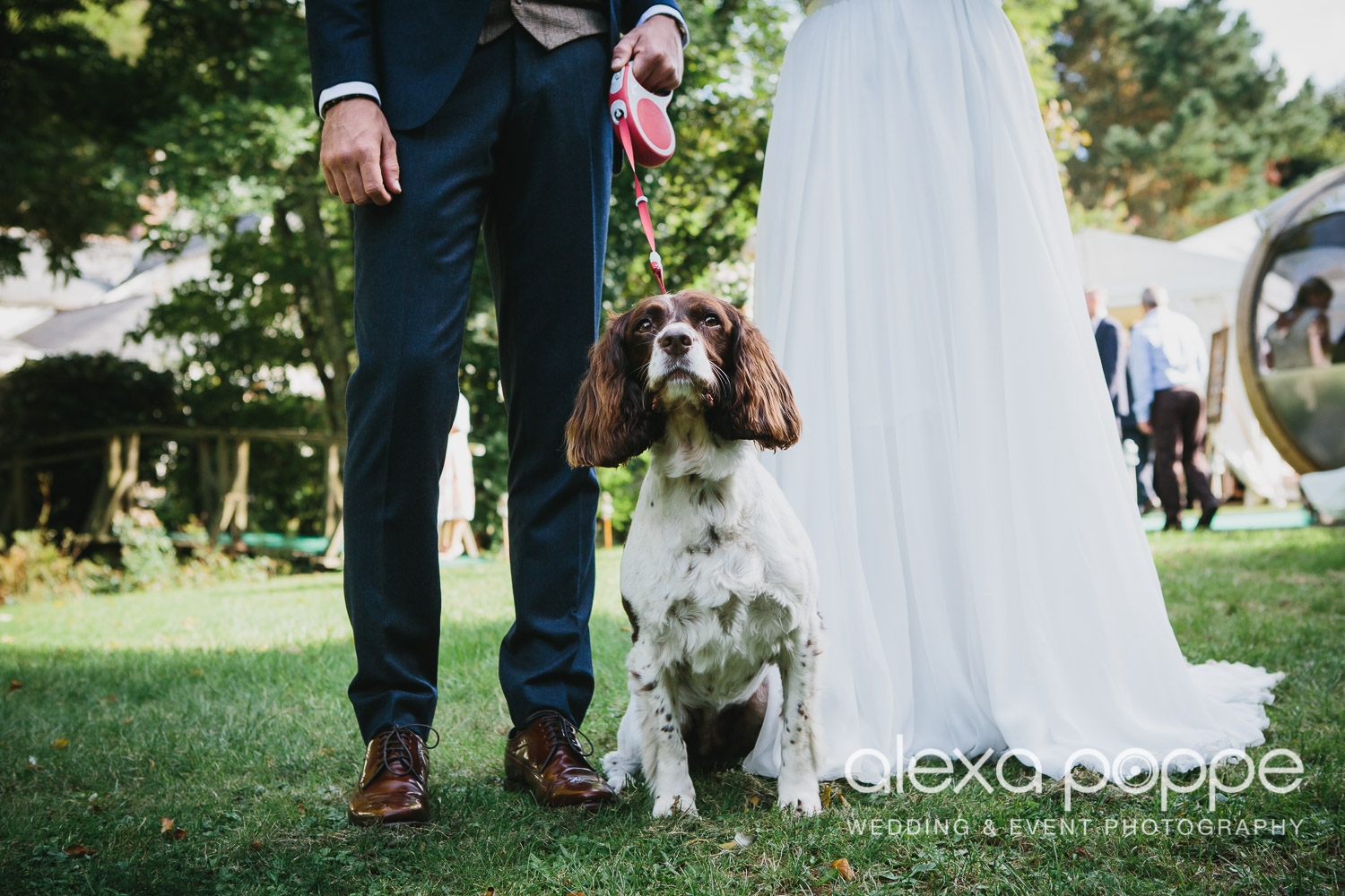 GP_wedding_roseinvale_weddingdog_2.jpg