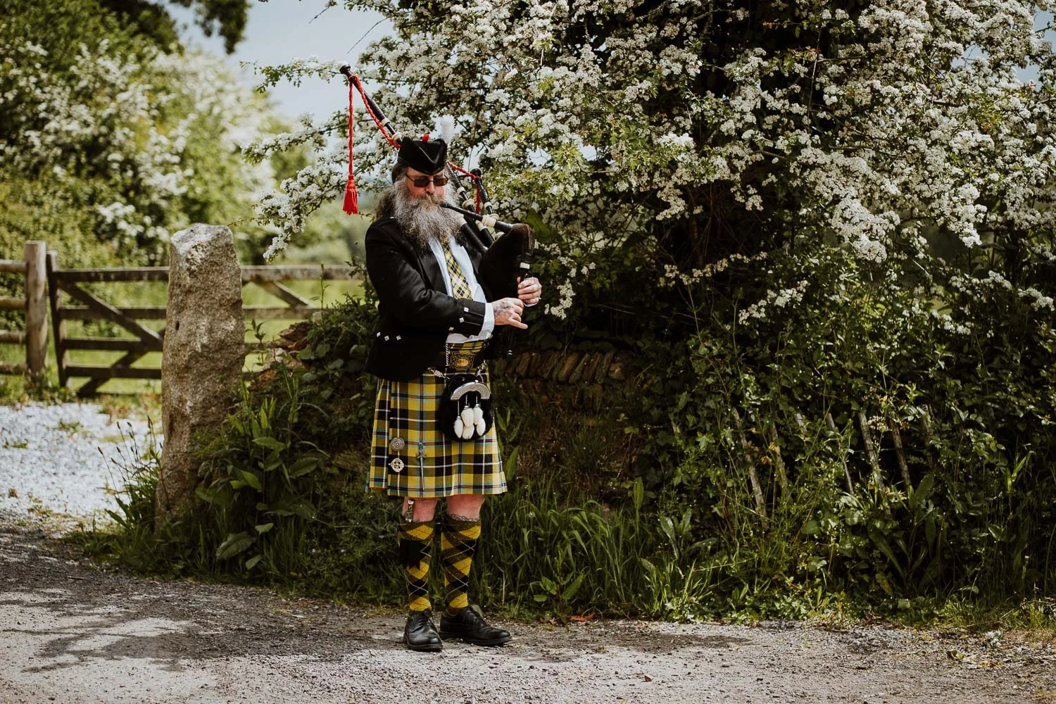 A man dressed in Scottish attire playing bagpipes outdoors near blooming bushes and a wooden fence.