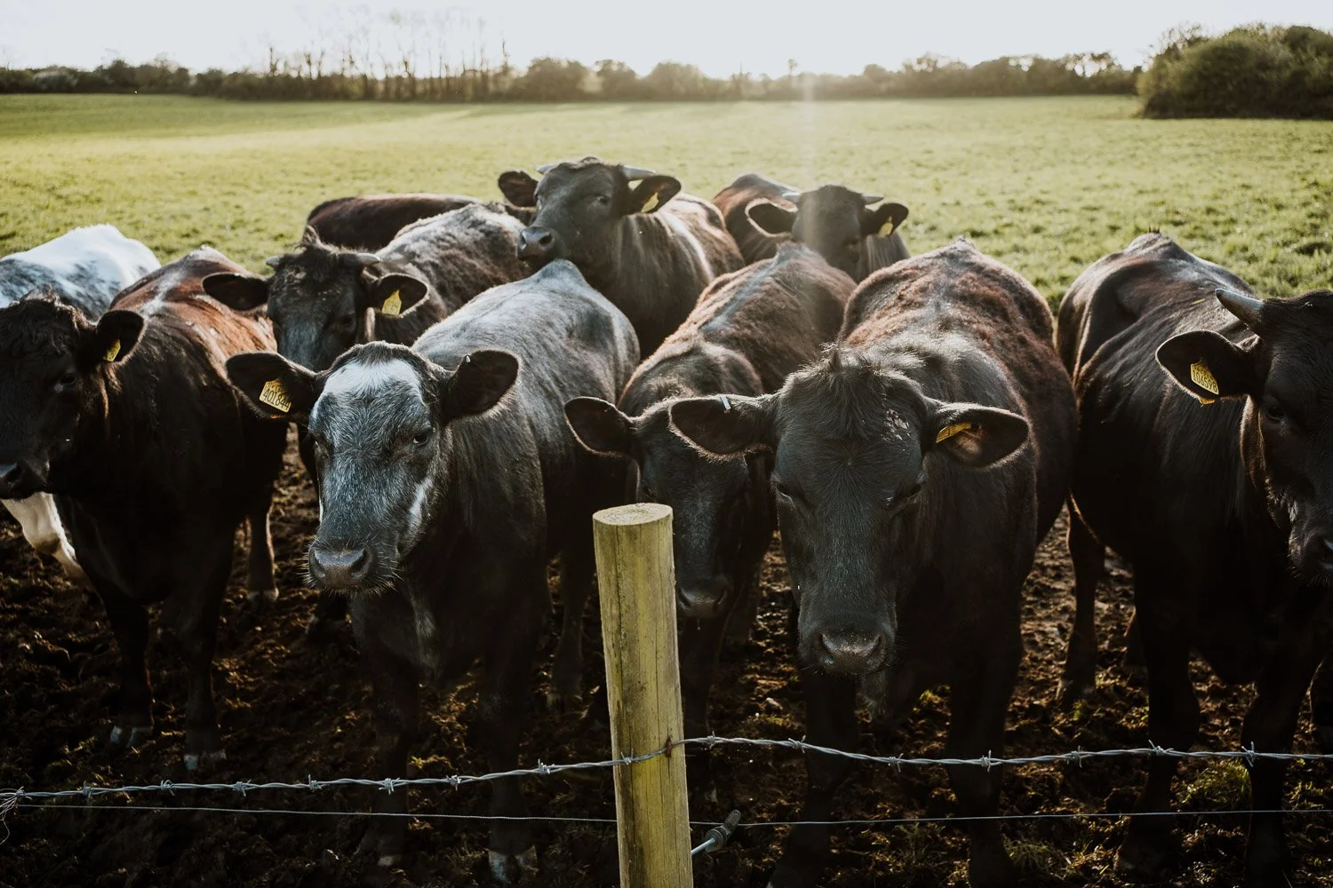 weddingphotographer_cornwall_stennackfarm_sa_50.jpg