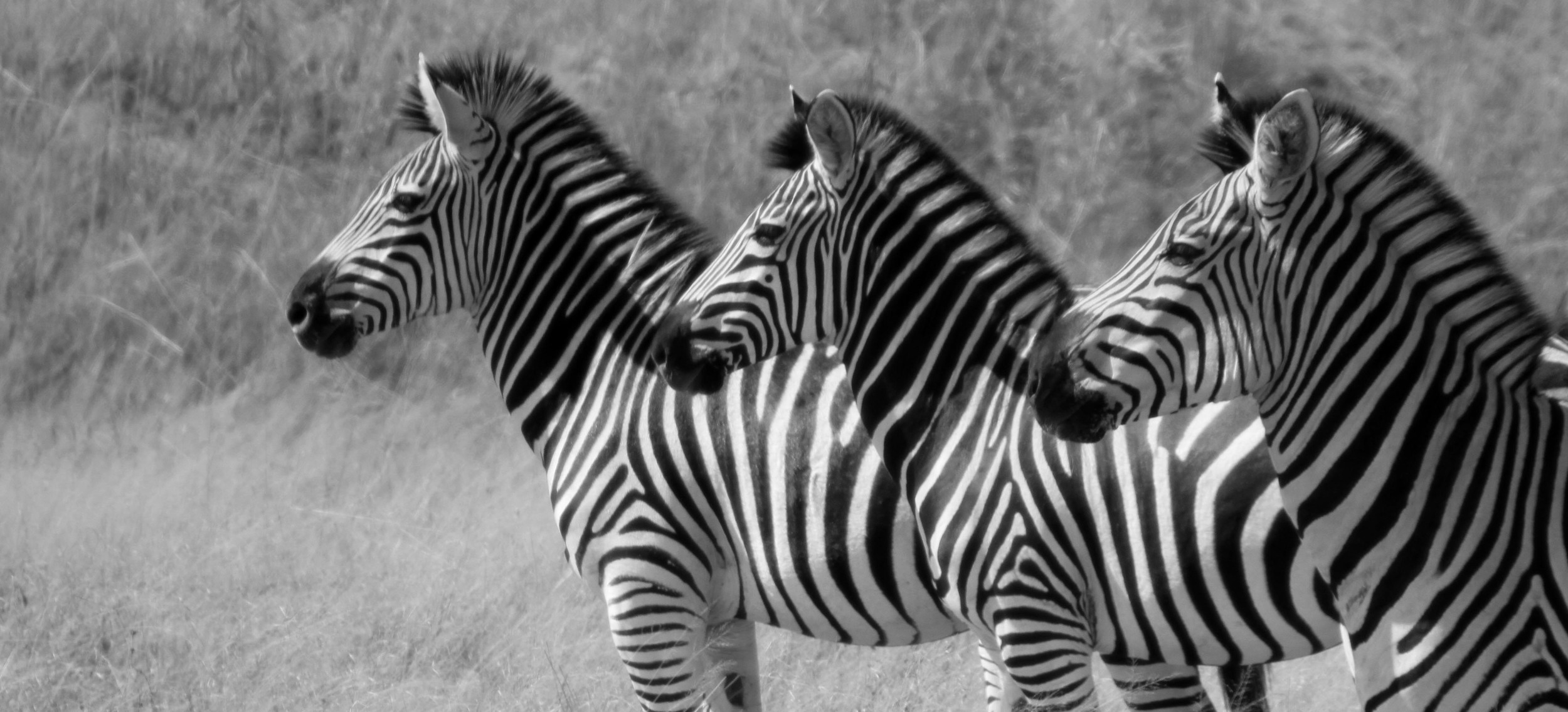 Zebras in Zimbabwe.jpg