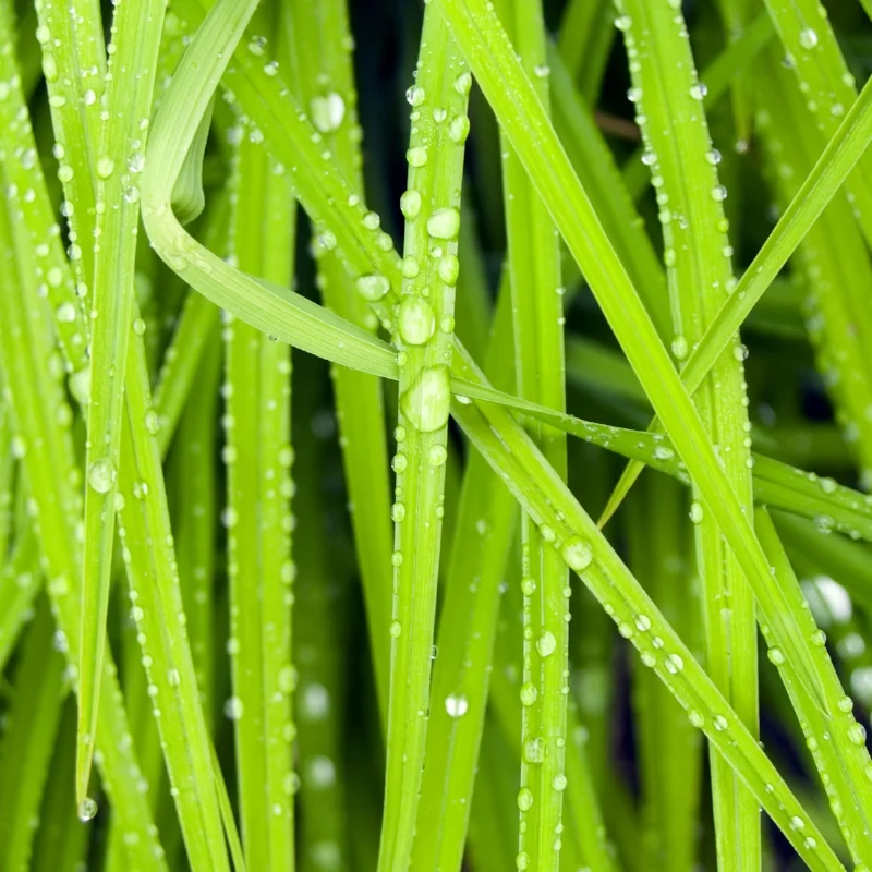 grass close up.jpg