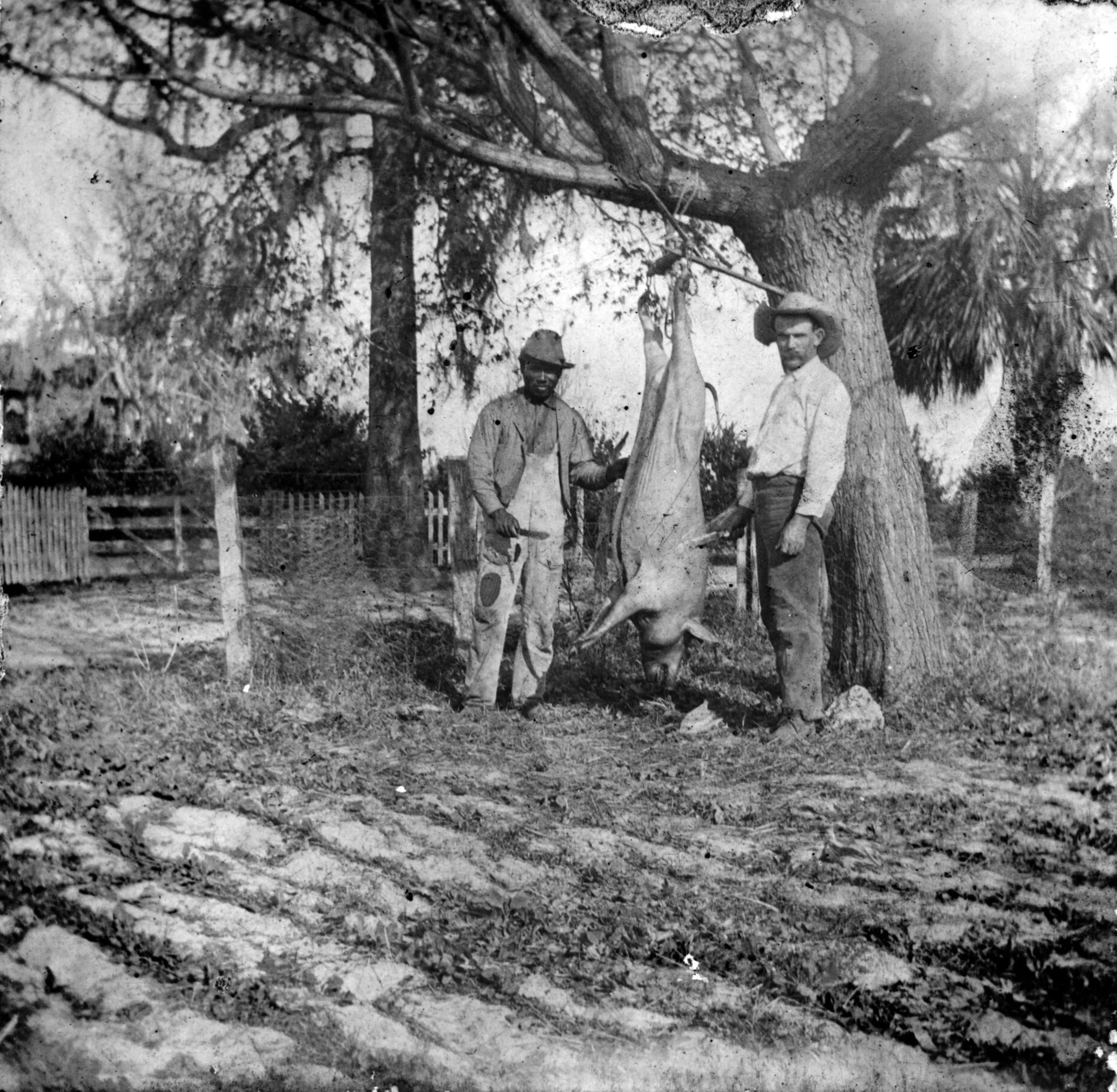 Henry White and John Leland (Jack) Hare butcher a hog, 1913, Courtesy of State Archives of Florida, Florida Memory