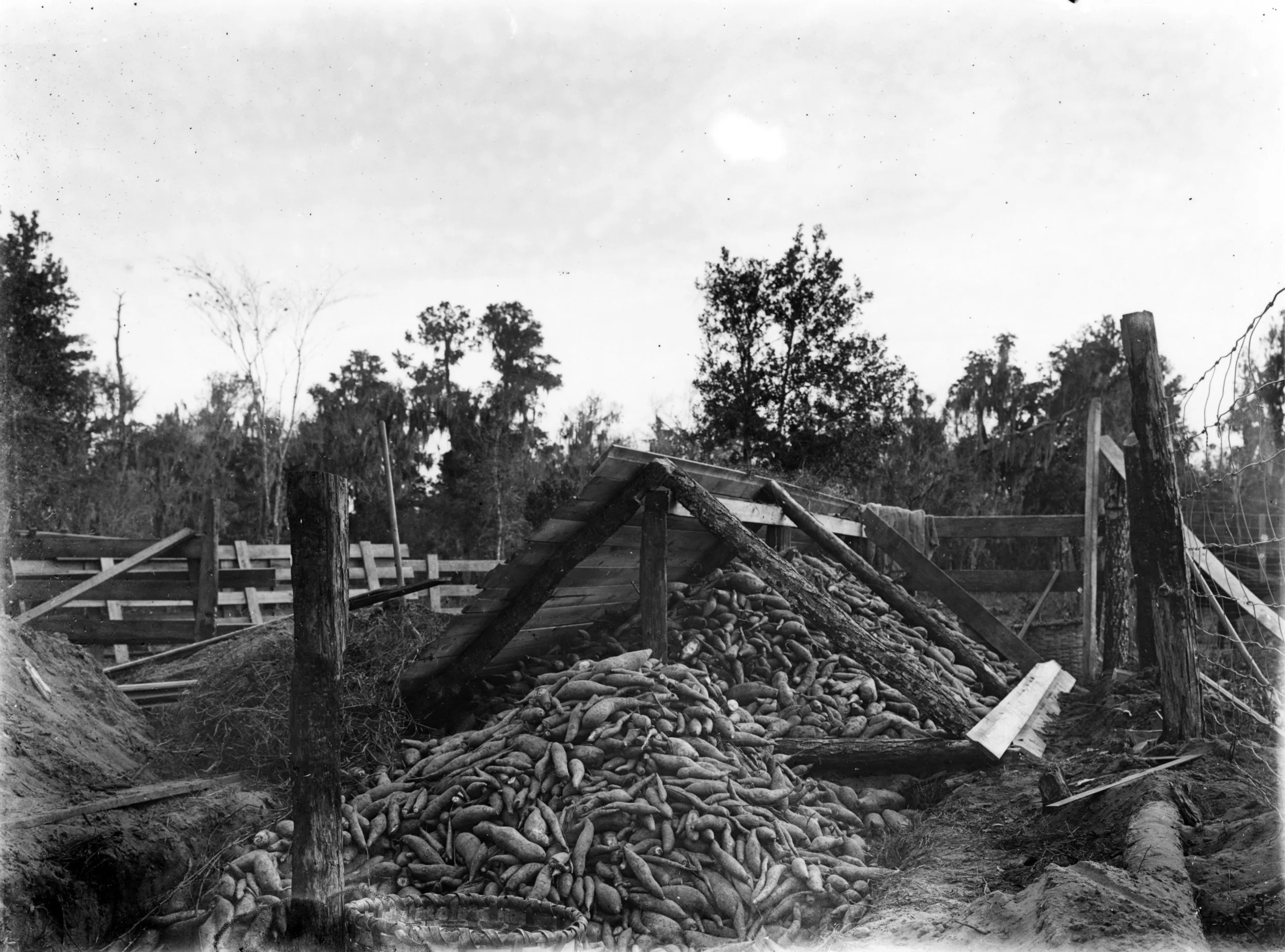 Sweet potatoes bank for storage, 1908, Courtesy of Library of Congres