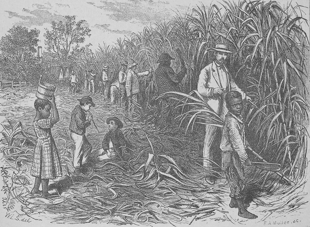 Sugar Plantation, Louisiana, 1873-74, Courtesy of the University of Virginia Library.