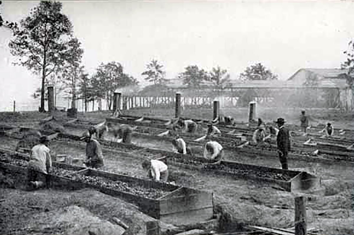 Scientist George Washington Carver supervising students planting Sweet potatoes, Tuskegee Institute, circa 1880s, Courtesy of the Special Collections Library University of North Carolina