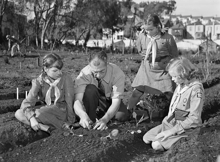 San Francisco Junior College Professor Harry Nelson, his daughter, and one of her friends, Planting in a victory garden, 1943, Courtesy of the Library of Congress