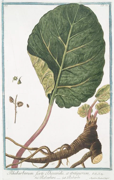 Rhabarbarum forte Dioscoridis, et Antiquorum = Rabarbero = Rubarbe = Rhubarb, circa 1771, Courtesy of the New York Public Library