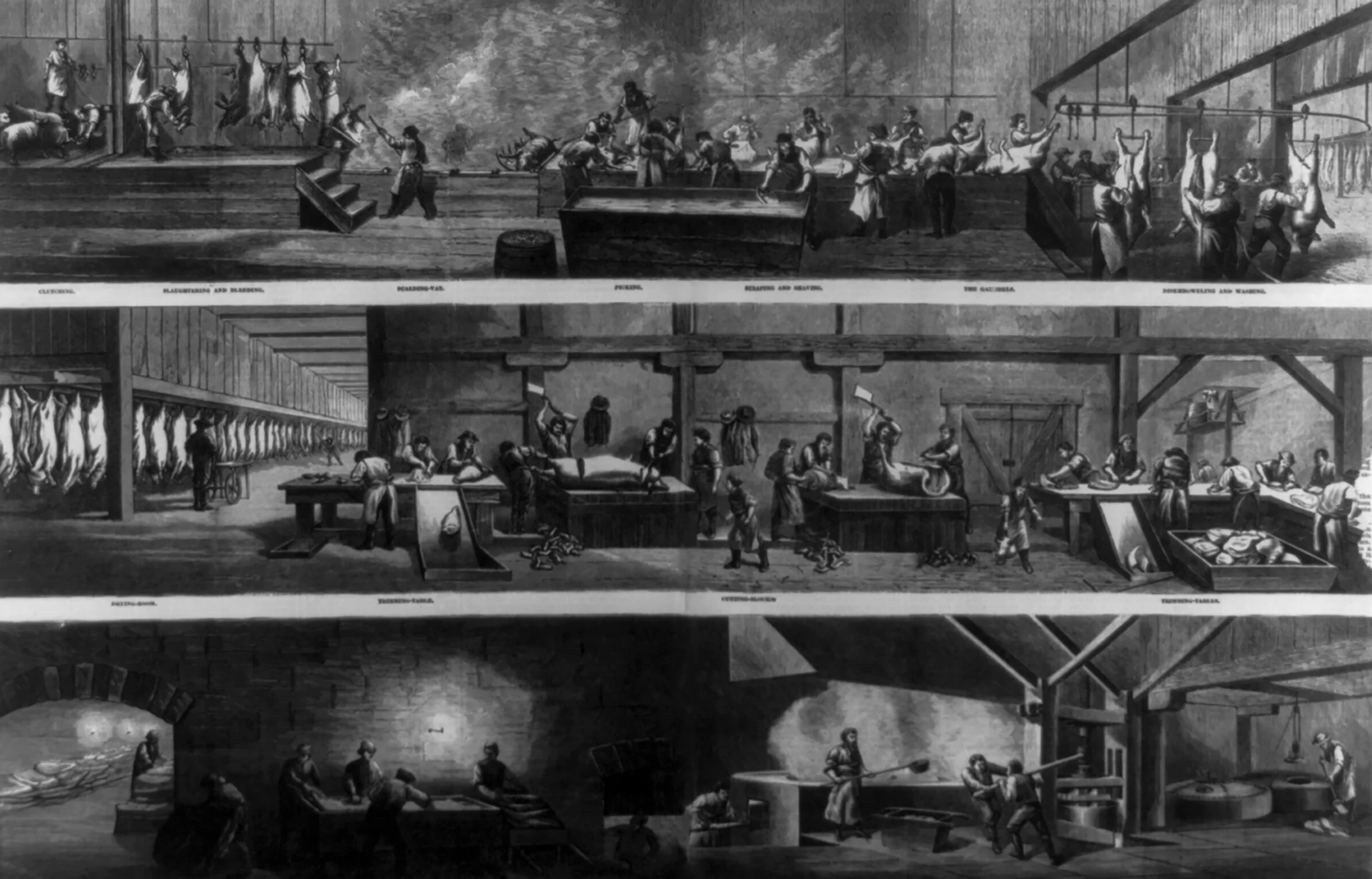 Hog-slautering and pork-packing in Cincannati, 1873, (Courtesy of the Lirbary of Congress)