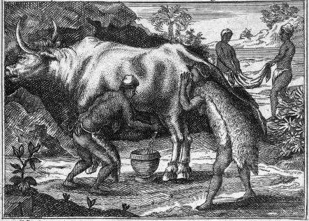Milking a cow in Africa 1731, Courtesy of The New York Public Library