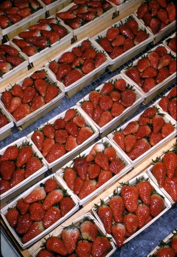 Part 2 Carver On Strawberries