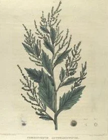 Part 5 Carver on Lamb's Quarters