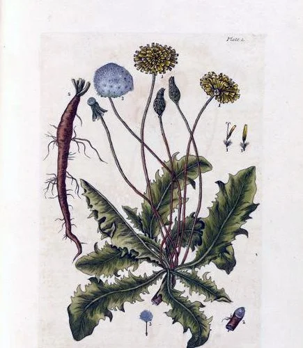 Part 6 Carver on Dandelion Greens