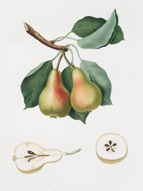 Pear Preserve Ohio