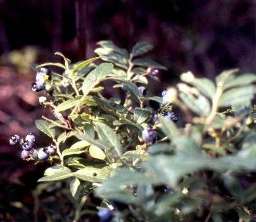 Blueberry Delight