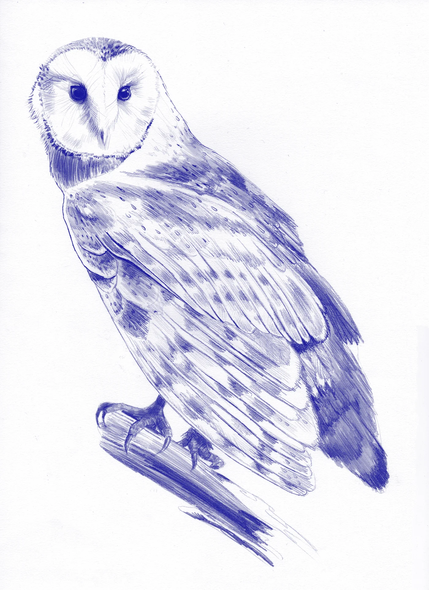 fig 3. Barn owl illustration
