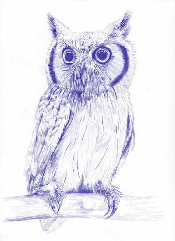 fig 4. Northern whitefaced owl illustration