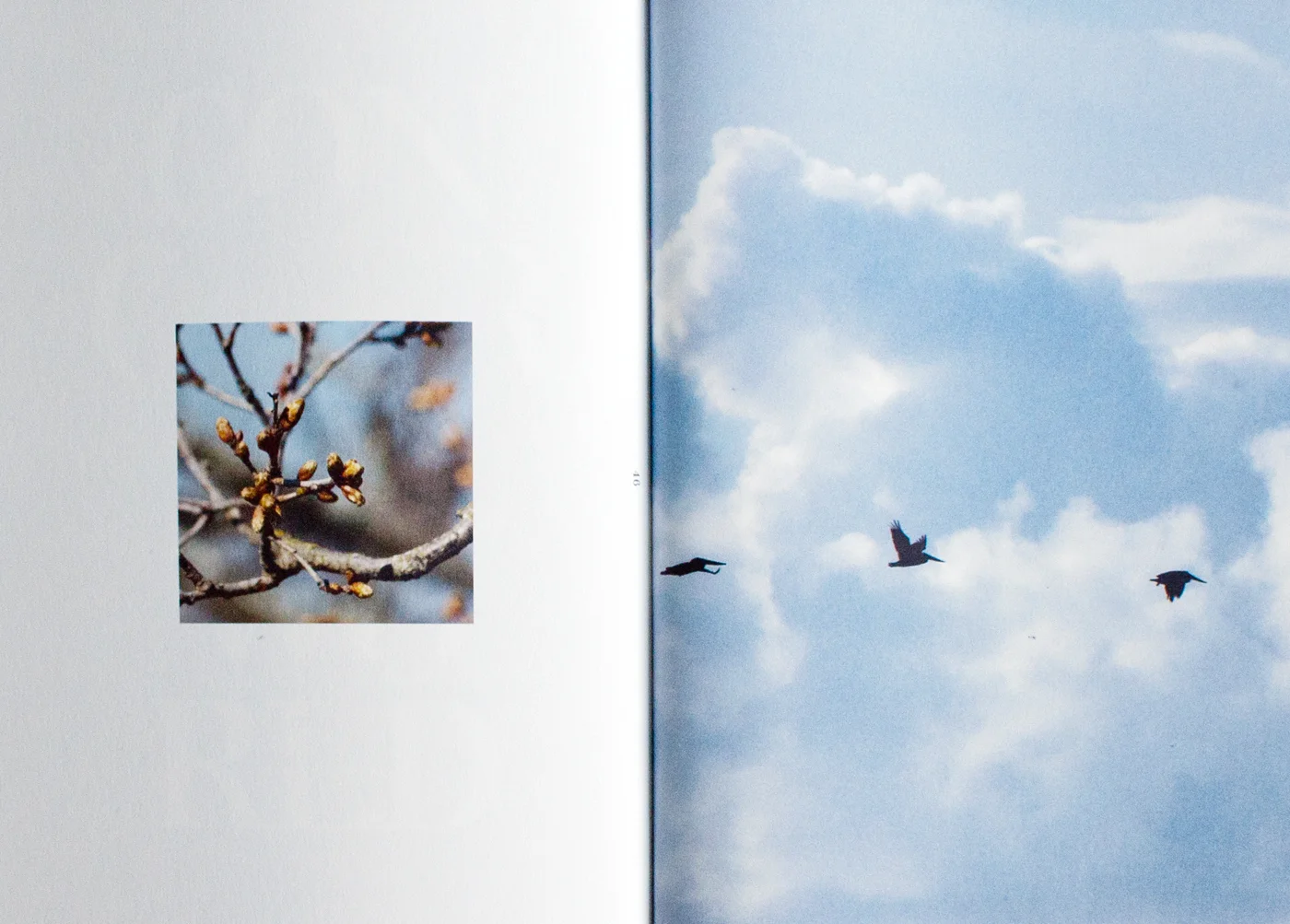 fig. 4. Nature photography: tree branch and pelicans