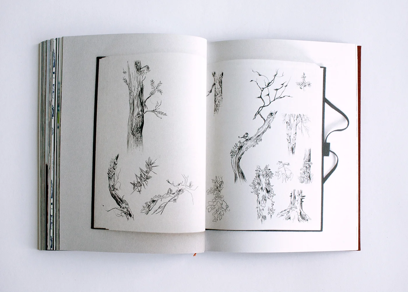 fig. 2. The trees you see, my sketchbook of different trees and branches found in the woods and the Hortus Botanicus