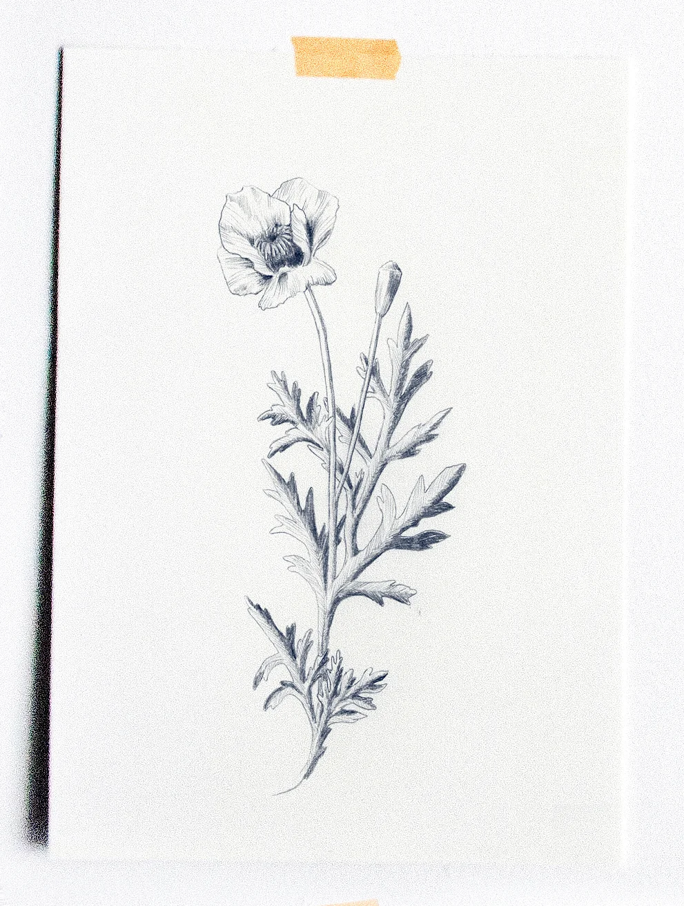 fig. 3. Poppy flower drawing
