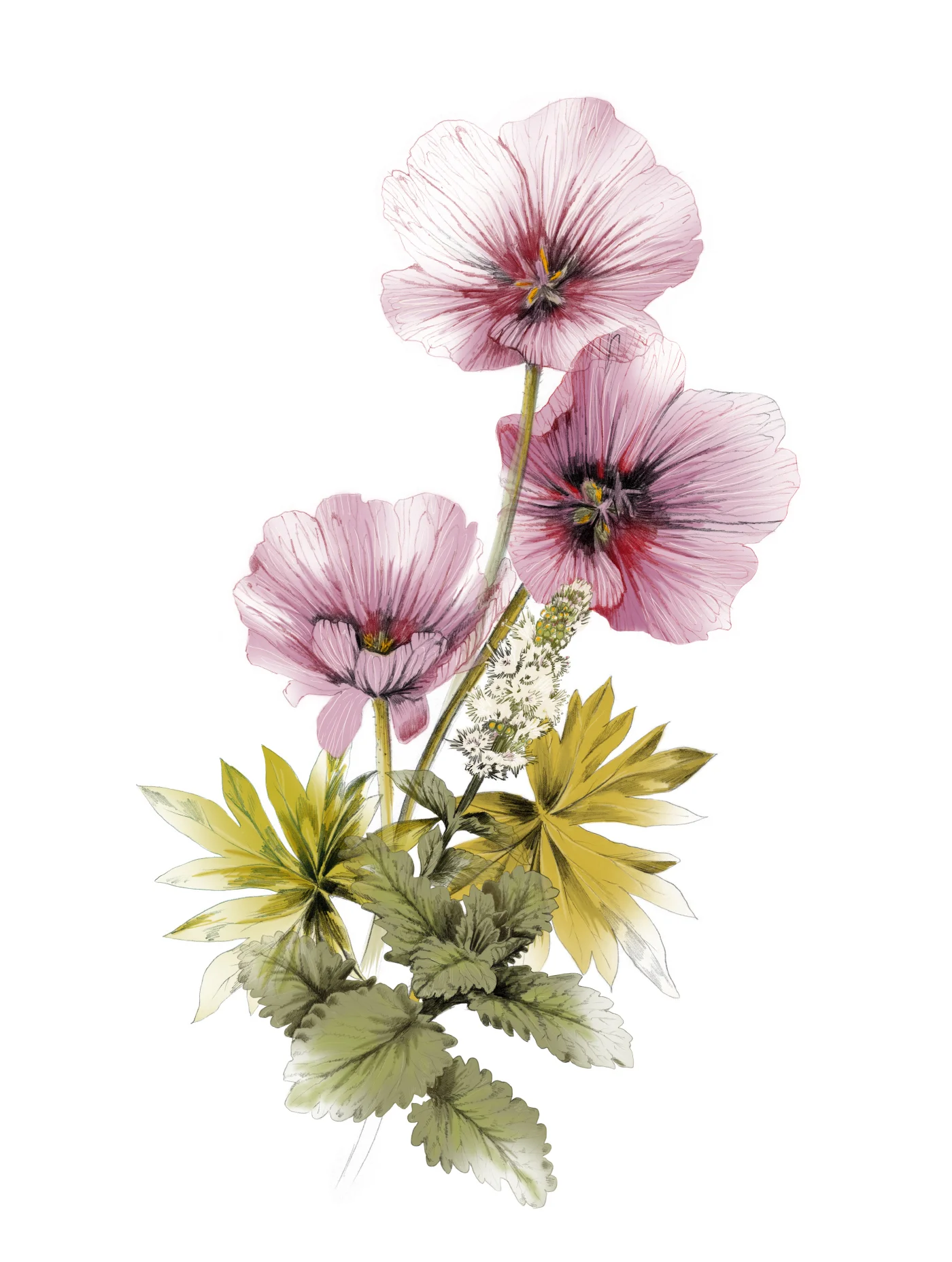 fig. 4. Illustration: flowers and herbs